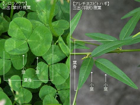 三出複葉植物|植物用語2